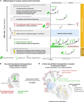 How Widespread Are the “Young” Neurons of the Mammalian Brain?